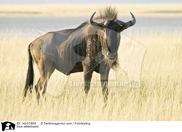 blue wildebeest / HJ-01865