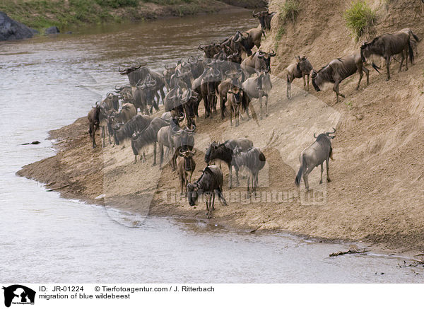 migration of blue wildebeest / JR-01224