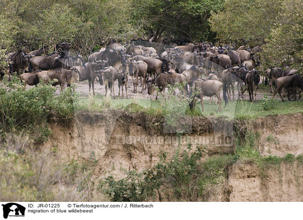 migration of blue wildebeest / JR-01225