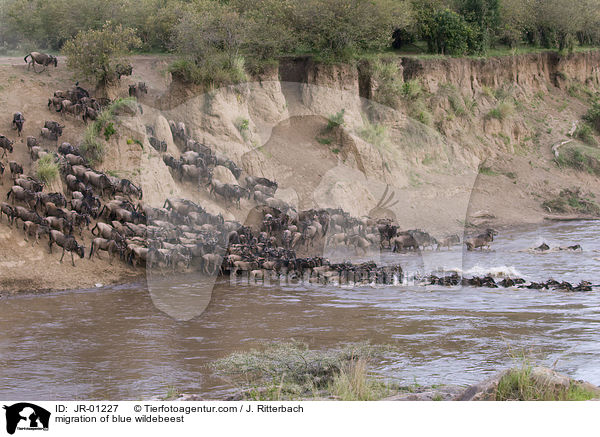 Wanderung der Streifengnus / migration of blue wildebeest / JR-01227