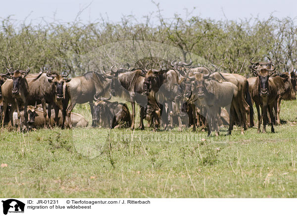 migration of blue wildebeest / JR-01231