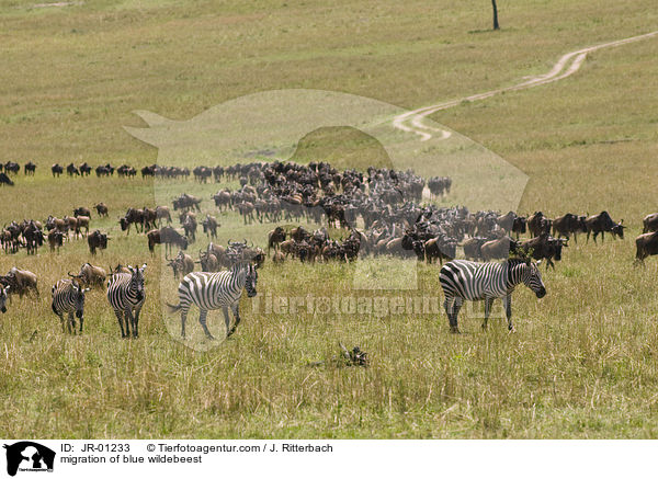 Wanderung der Streifengnus / migration of blue wildebeest / JR-01233