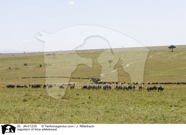 migration of blue wildebeest / JR-01235