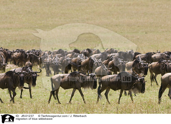 Wanderung der Streifengnus / migration of blue wildebeest / JR-01237