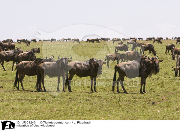 migration of blue wildebeest / JR-01240