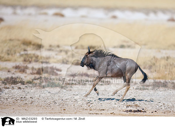 blue wildebeest / MAZ-03293