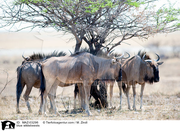 blue wildebeests / MAZ-03296