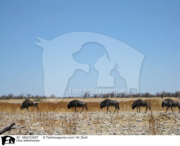 Streifengnus / blue wildebeests / MAZ-03297