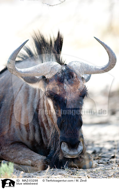 blue wildebeest / MAZ-03298