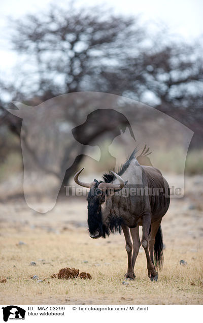 blue wildebeest / MAZ-03299