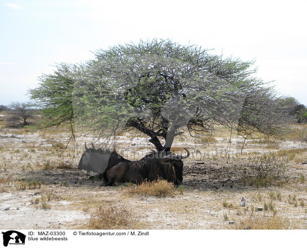 blue wildebeests / MAZ-03300