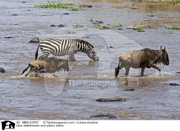 Streifengnus und Steppenzebra / blue wildebeests and plains zebra / MBS-03597