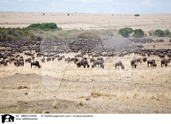 Streifengnus / blue wildebeests / MBS-03908