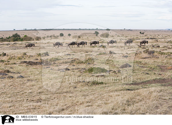 Streifengnus / blue wildebeests / MBS-03915