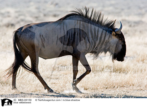 Streifengnu / blue wildebeest / MBS-06159