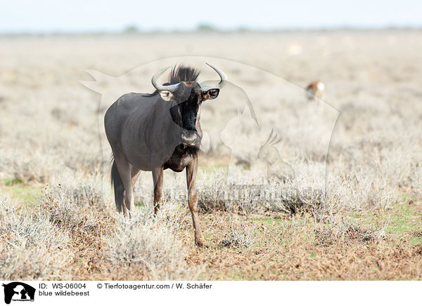 Streifengnu / blue wildebeest / WS-06004