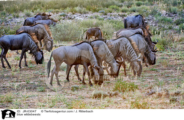 Streifengnus / blue wildebeests / JR-03047