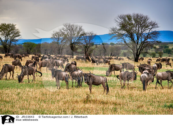 Streifengnus / blue wildebeests / JR-03643