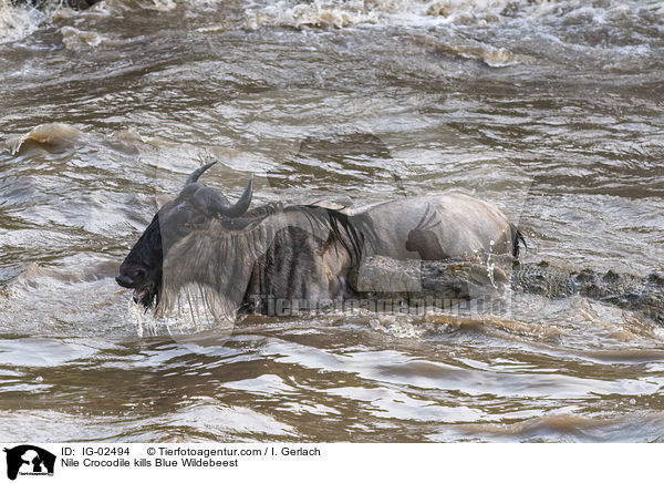 Nile Crocodile kills Blue Wildebeest / IG-02494