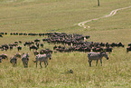 migration of blue wildebeest