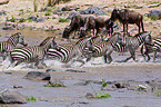 blue wildebeests and plains zebras