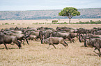 blue wildebeests