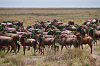 blue wildebeests