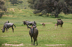 blue wildebeests