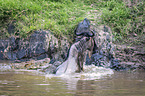 Nile Crocodile kills Blue Wildebeest