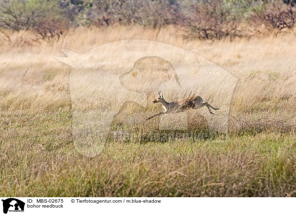 Gemeiner Riedbock / bohor reedbuck / MBS-02675