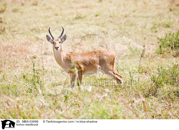 bohor reedbuck / MBS-03996