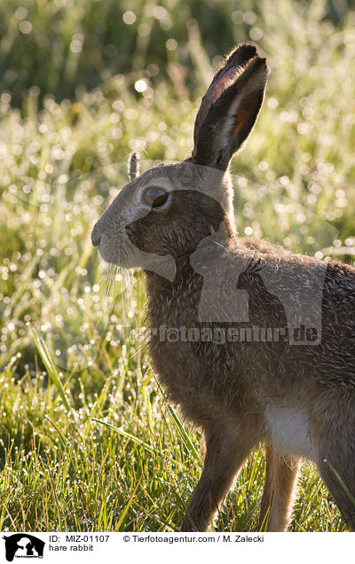 hare rabbit / MIZ-01107