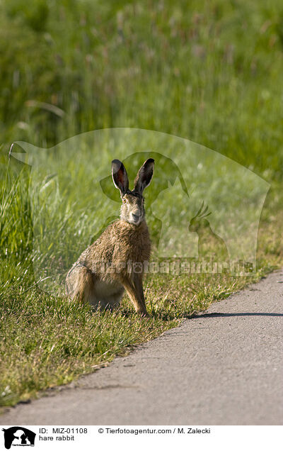 Feldhase / hare rabbit / MIZ-01108