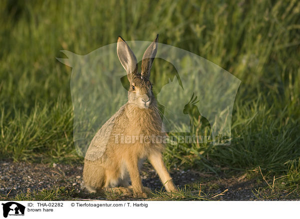 Feldhase / brown hare / THA-02282