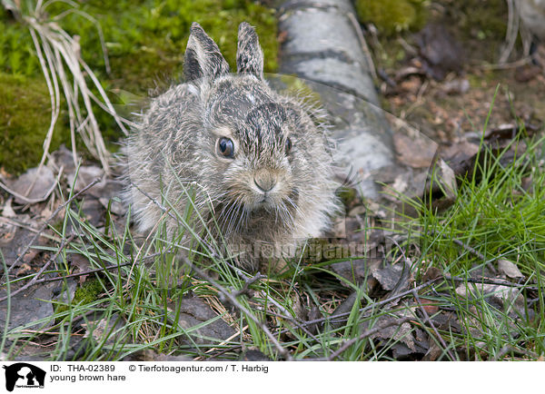 junger Feldhase / young brown hare / THA-02389