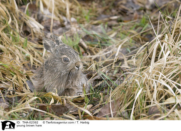 junger Feldhase / young brown hare / THA-02392