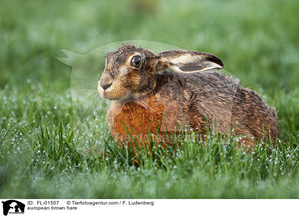 european brown hare / FL-01507