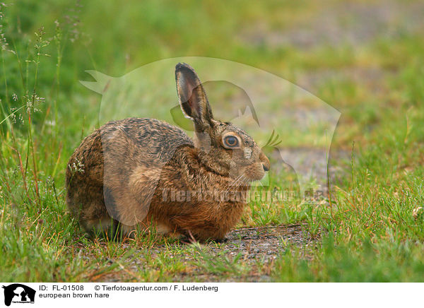 Feldhase / european brown hare / FL-01508