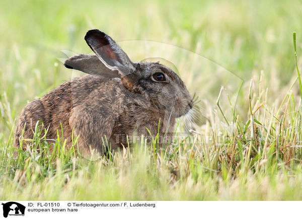 european brown hare / FL-01510