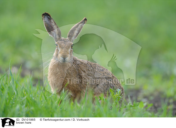 brown hare / DV-01865