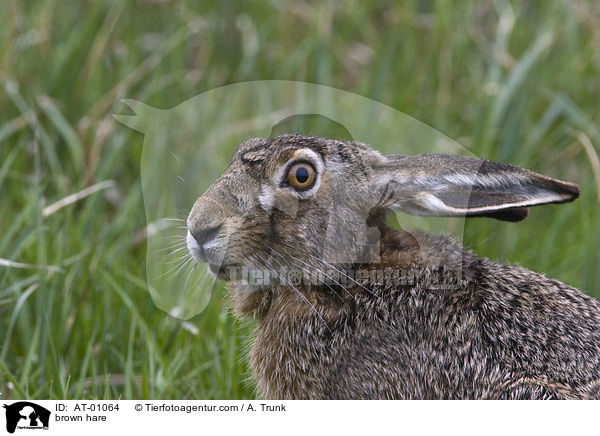 brown hare / AT-01064