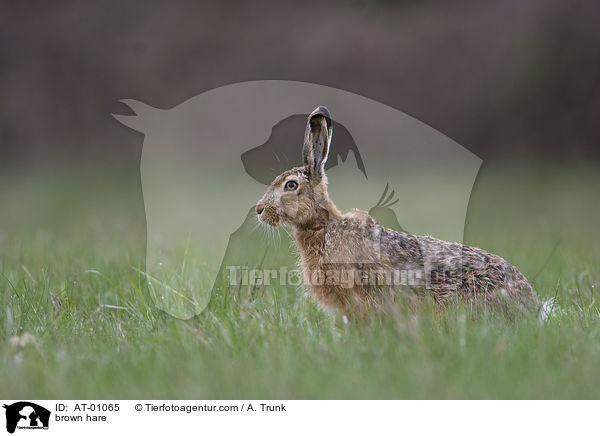 brown hare / AT-01065