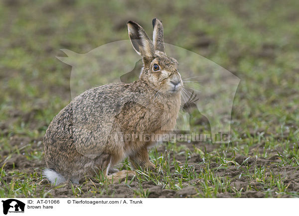 brown hare / AT-01066