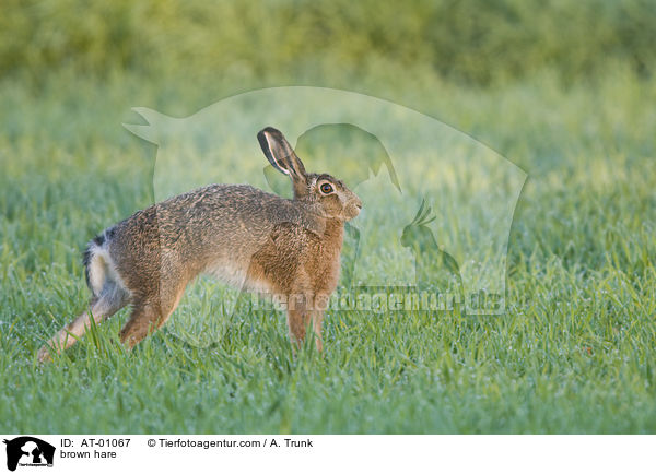 brown hare / AT-01067