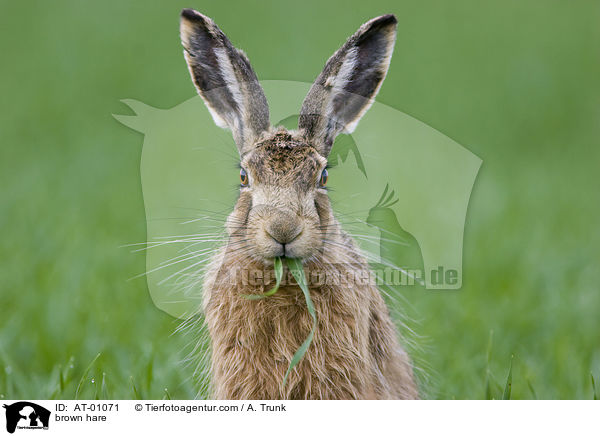 brown hare / AT-01071