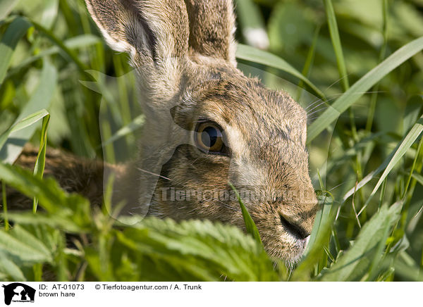 brown hare / AT-01073