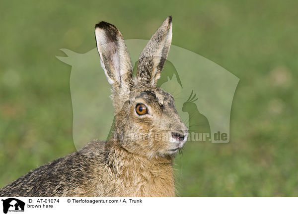 brown hare / AT-01074