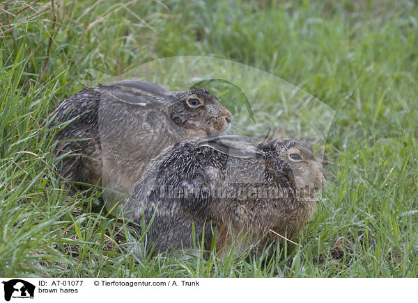 brown hares / AT-01077