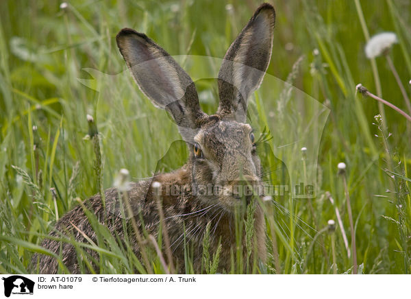 Feldhase / brown hare / AT-01079