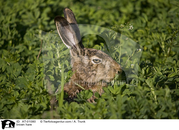 brown hare / AT-01080